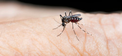 Dengue cases rise, docs suggest environment cleanliness
